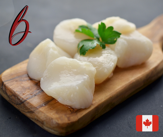 New-Brunswick U-10 Canadian Scallops